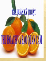 tÀI LIỆU tẬP HUẤN THU HOẠCH VÀ BẢO QUẢN CAM