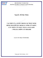 Vai trò của auxin trong sự phát sinh hình thái rễ bất định in vitro từ khúc cắt thân cây đậu vigna angularis (willd ) ohwi et ohashi 