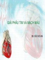 GIẢI PHẪU TIM và MẠCH máu
