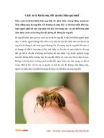 Cách xử lý khi bị ong đốt tại nhà hiệu quả nhất