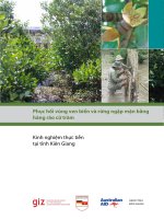 Phục hồi vùng ven biển và rừng ngập mặn bằng hàng rào cừ tràm