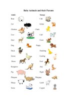 49633 baby animals 