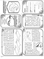 1082 lets learn about dolphins  elementary level  minibook  