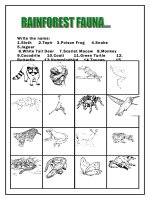 944 rainforest animals 