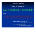 BÁO cáo THỰC tập tốt NGHIỆP xác ĐỊNH các VIRUS THUỘC CHI BEGOMOVIRUS (họ GEMINIVIRIDAE) TRÊN cây cà CHUA và cây KHÁC KHU vực hà nội và VÙNG PHỤ cận 