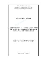 Nghiên cứu một số nấm đối kháng tuyến trùng pratylenchus coffeae gây hại trên cây cà phê vối ở đăk lăk 