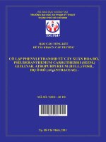 cô lập phenylethanoid từ cây xuân hoa đỏ, pseuderanthemum carruthersii (seem ) guill  var  atropurpureum (bull ) fosb , họ ô rô (acanthaceae) 