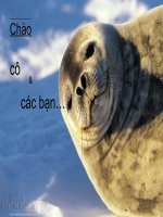 tiểu luận môn học biển đảo   nam đại dương