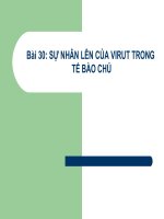 Bai 30  su nhan len cua virut trong tb chu