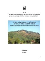 BPM FOR CASHEW IN LAM DONG canh tác cây điều bền vững tại lâm đồng