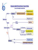 so do dinh danh vi khuan