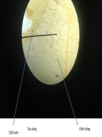 Mô phôi bài giảng 