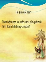 Hệ sinh dục nam mô phôi