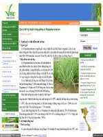 Quy trình kỹ thuật trồng giống cỏ paspalum atratum