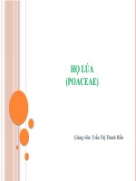 Thực vật dược họ Lúa