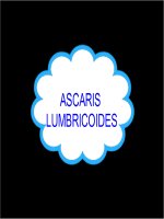 ascaris lumbricoides (giun đũa)