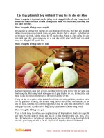 Các thực phẩm kết hợp với bánh Trung Thu tốt cho sức khỏe