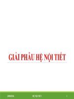 Giải phẩu sinh lý hệ nội tiết