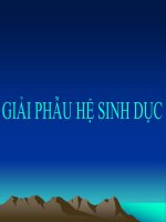 Giải phẩu sinh lý hệ sinh dục