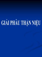 Giải phẩu sinh lý thận niệu