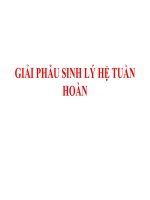 Giải phẩu sinh lý hệ tuần hoàn