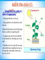 Bai 23 cay co ho hap khong