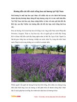 Hướng dẫn chi tiết cách trồng hoa oải hương tại Việt Nam