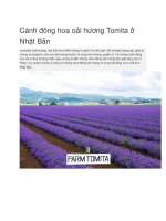 Du lịch nhật bản cánh đông hoa oải hương tomita ở nhật bản 