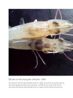 Đối phó với hội chứng tôm chết sớm   EMS