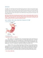 Quá trình tiêu hóa hấp thu và chuyển hóa protein trong cơ thể