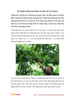 Kỹ thuật trồng chanh dây tại nhà cực kỳ sai quả