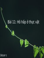 Bài 11  Hô hấp ở thực vật