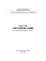 Giáo trình trồng cây khoai lang _ phần 1