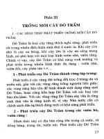 Trồng mới cây dó tràm