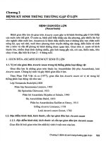 Những bệnh ký sinh trùng trên gia cầm p2