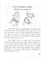 trong cham soc va phong tru sau benh nho thang long 2