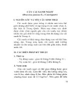 Kỹ thuật trồng rau sạch phần 2