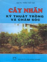 Kỹ thuật trồng và chăm sóc cây nhãn phần 1