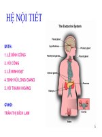 Hệ nội tiết thuyết trình