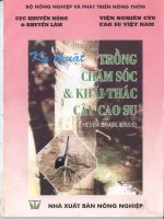 Kỹ thuật trồng và chế biến cao su