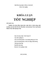 Nghiên cứu đặc điểm hình thái, sinh thái và khả năng sinh trưởng của loài bời lời đỏ (machilus odoratissima nees) tại huyện phước sơn tỉnh quảng nam 