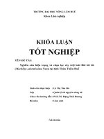 Nghiên cứu hiện trạng và chọn lọc cây trội loài bời lời đỏ (machilus odoratissima nees) tại tỉnh thừa thiên huế 