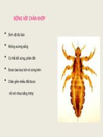 Động vật chân khớp   SV