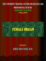 Bài Giảng Sinh Dục Nữ (Female Organ)