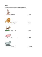 49276 animal and their babies 