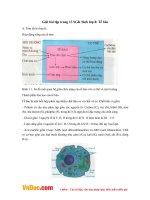 Giải bài tập trang 13 SGK Sinh lớp 8: Tế bào