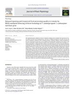 Delayed ripening and improved fruit processing quality in tomato by RNAi mediated silencing of three homologs of 1 aminopropane 1 carboxylate synthase gene