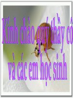 giáo án Luyen tap ankin