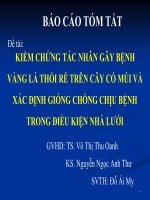 Báo cáo tóm tắt Kiểm chứng tác nhân gây bệnh vàng lá thối rễ trên cây có múi và xác định giống chống chịu bệnh trong điều kiện nhà lưới