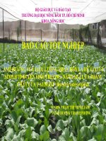 Báo cáo tốt nghiệp  Ảnh hưởng của liều lượng phân bón lá hữa cơ vi sinh HTD-04 lên sinh trưởng, năng suất và phẩm chất của cải ngọt (Brassica integerifolia)